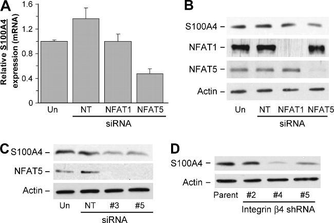 NFAT5 Antibody in Western Blot (WB)