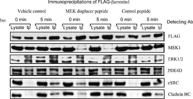 SRC Antibody in Western Blot (WB)