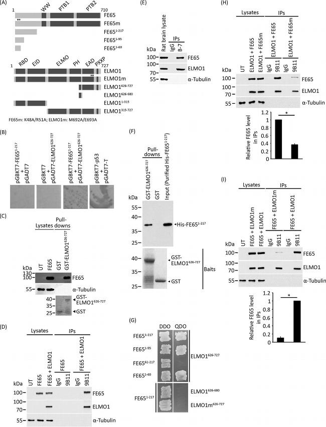 ELMO1 Antibody in Western Blot (WB)