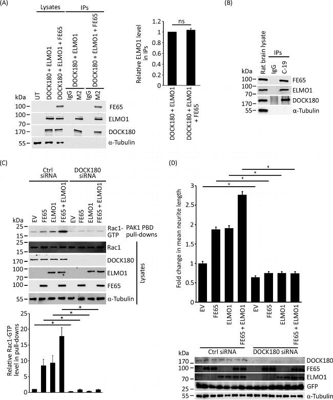 ELMO1 Antibody in Western Blot (WB)