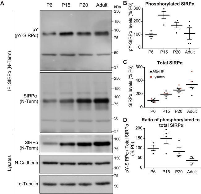 alpha Tubulin Antibody in Western Blot (WB)