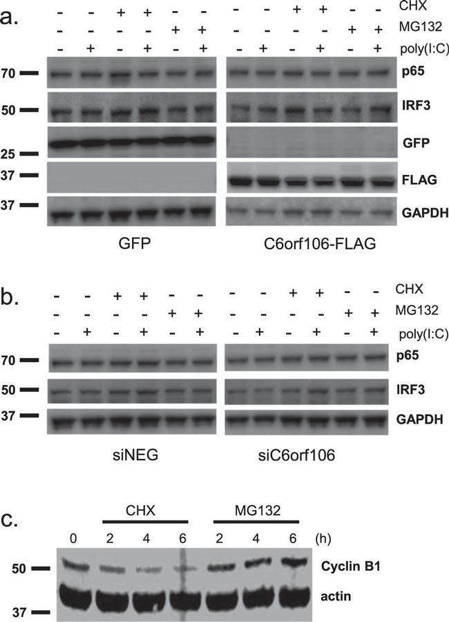 Actin Antibody in Western Blot (WB)