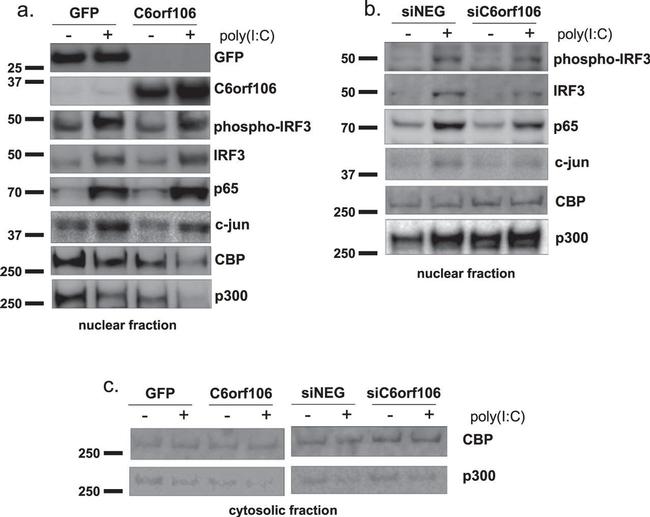 c-Jun Antibody in Western Blot (WB)