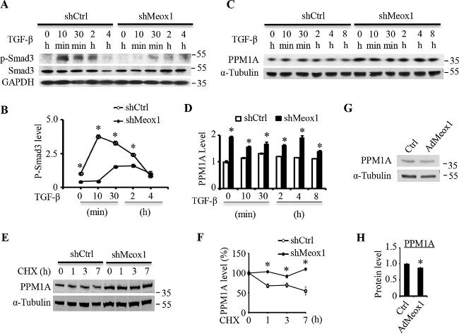 PPM1A Antibody in Western Blot (WB)