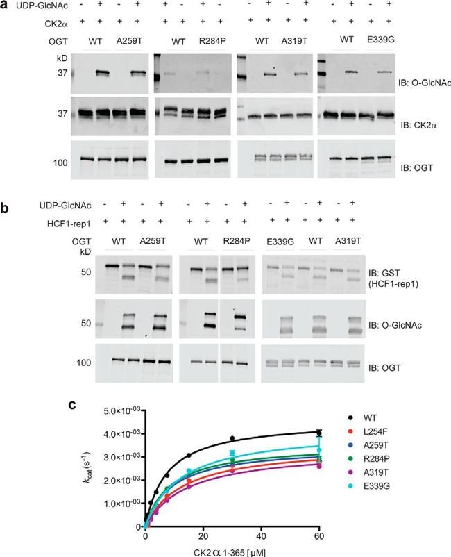 O-linked N-acetylglucosamine (O-GlcNAc) Antibody in Western Blot (WB)