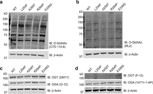 O-linked N-acetylglucosamine (O-GlcNAc) Antibody in Western Blot (WB)