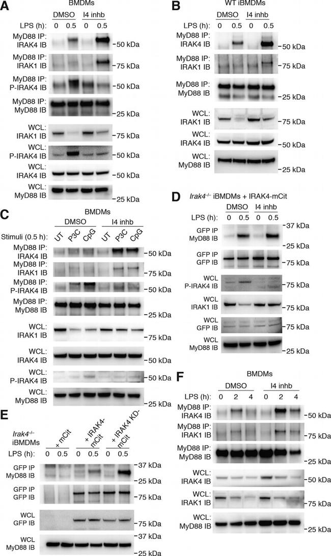 IRAK4 Antibody in Western Blot (WB)