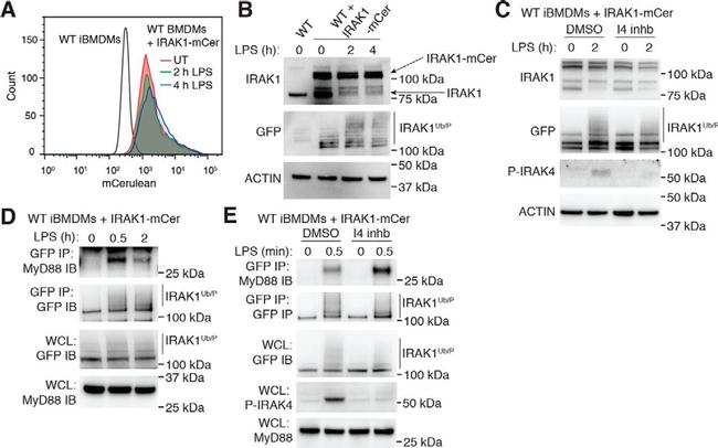 IRAK4 Antibody in Western Blot (WB)