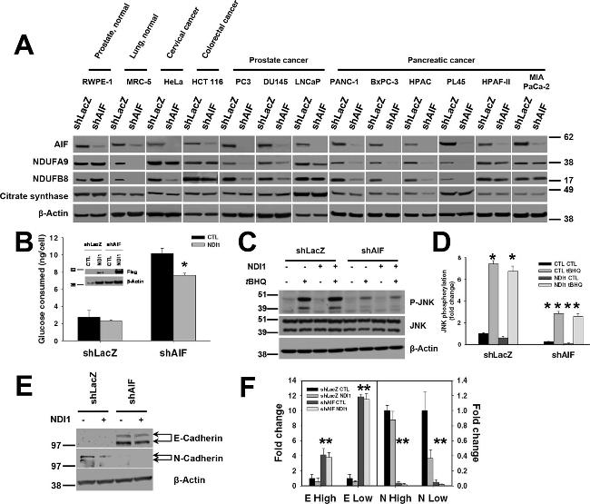 NDUFA9 Antibody in Western Blot (WB)