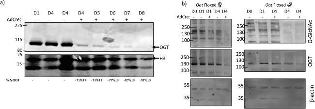 O-linked N-acetylglucosamine (O-GlcNAc) Antibody in Western Blot (WB)