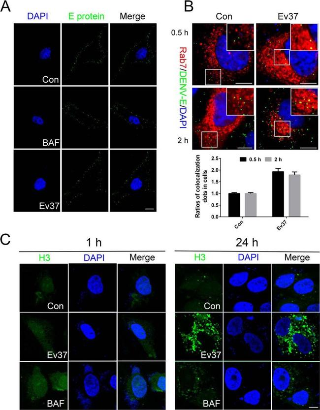 Dengue Virus Type 1-4 Antibody in Immunocytochemistry (ICC/IF)