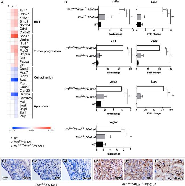 Fibronectin Antibody in Immunohistochemistry (IHC)