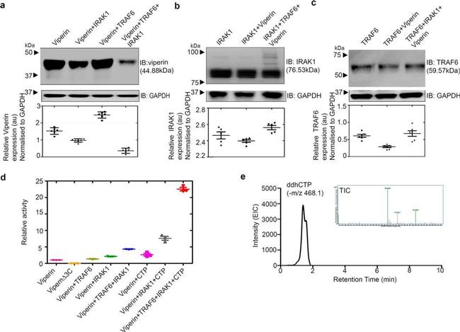 IRAK1 Antibody in Western Blot (WB)