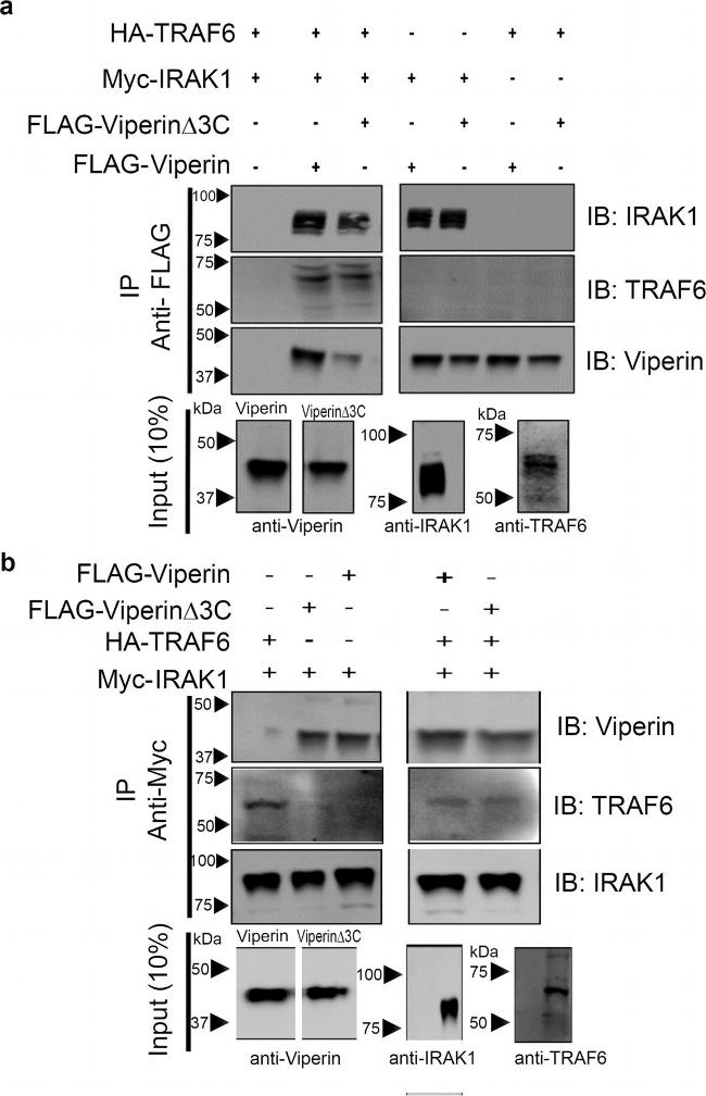 IRAK1 Antibody in Western Blot (WB)