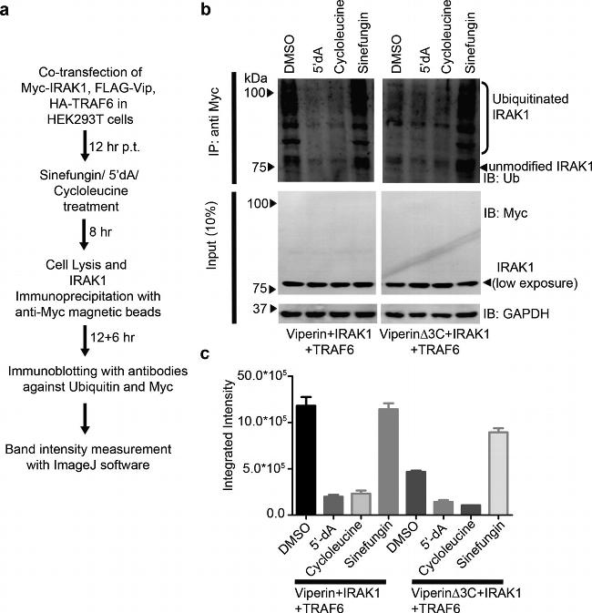 IRAK1 Antibody in Western Blot (WB)