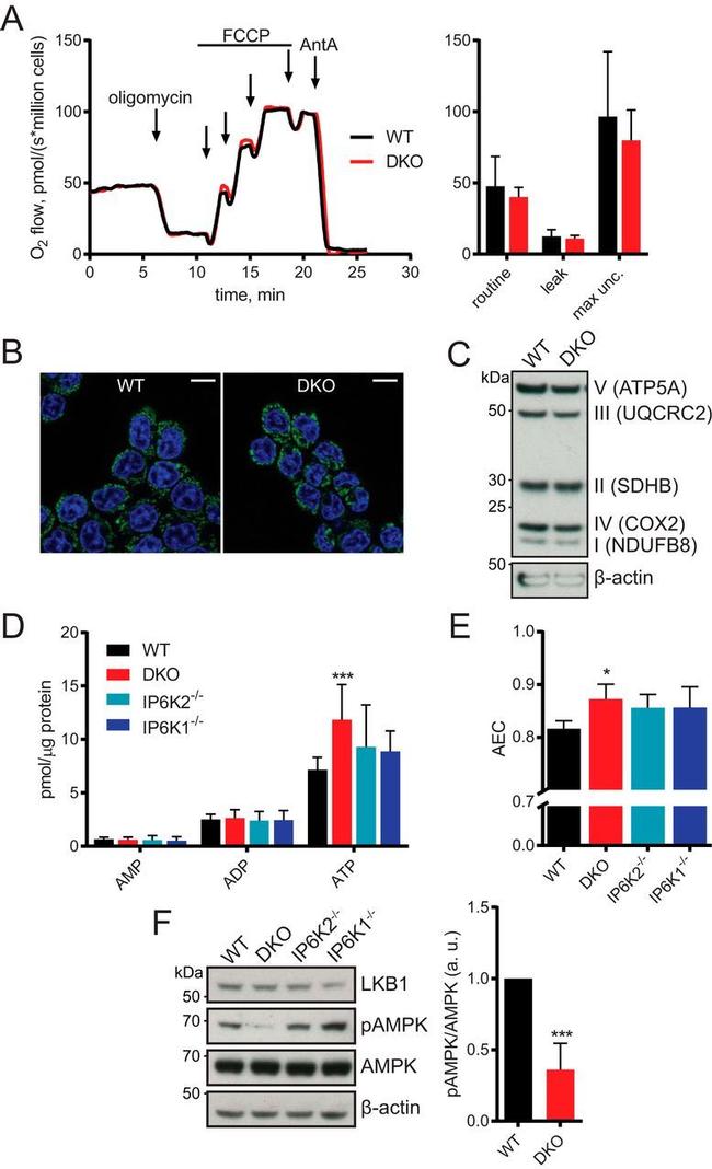 AMPK alpha-1 Antibody in Western Blot (WB)