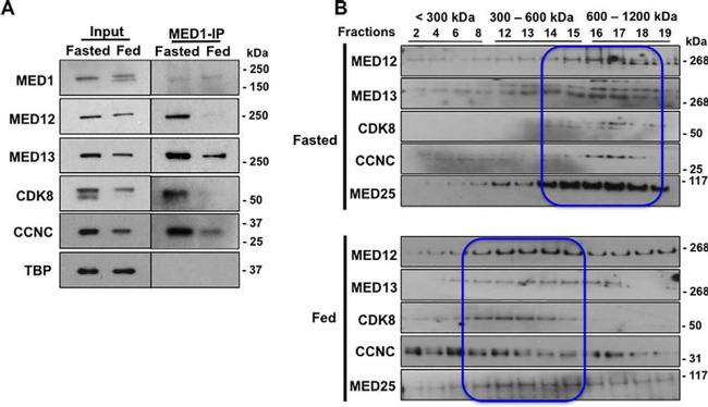 MED13 Antibody in Western Blot (WB)