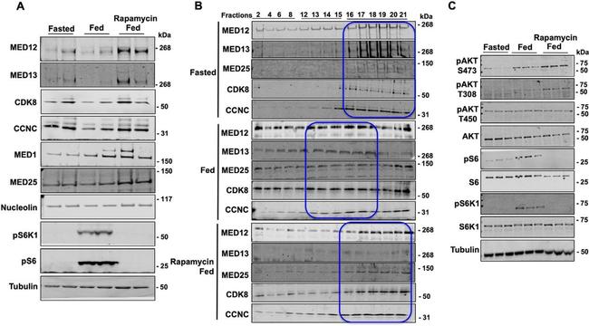 MED25 Antibody in Western Blot (WB)