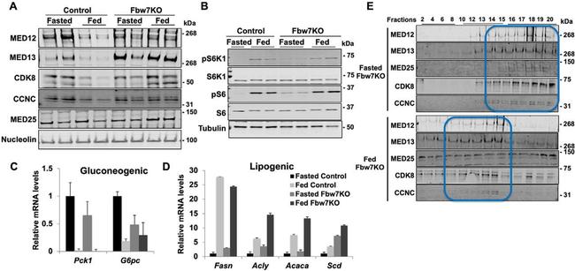 MED25 Antibody in Western Blot (WB)