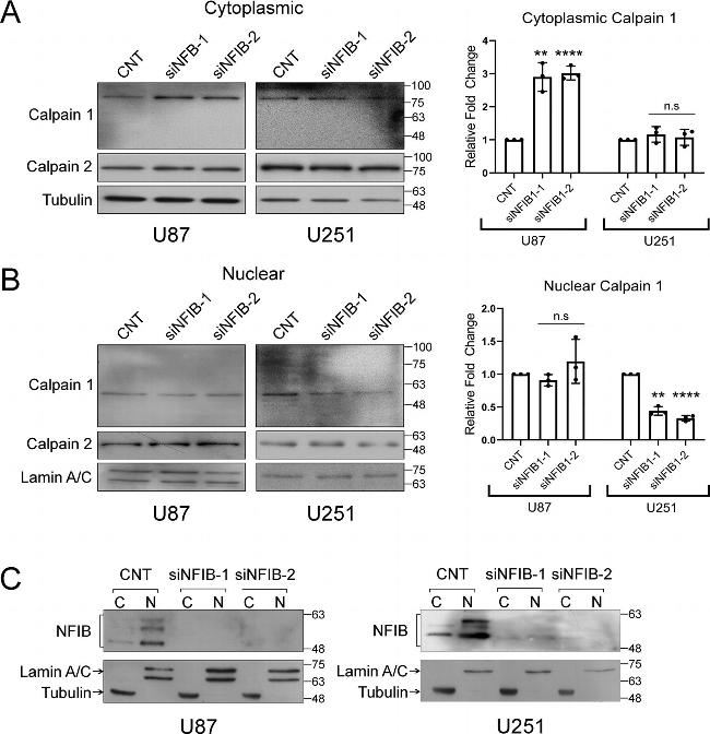 Lamin A/C Antibody in Western Blot (WB)