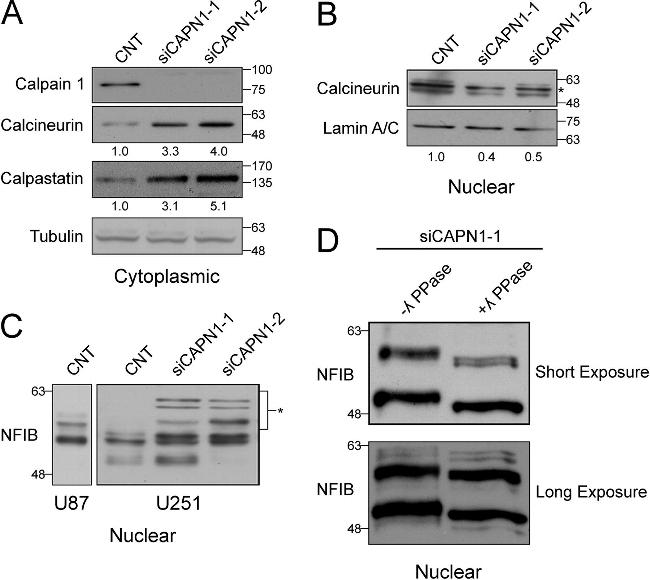 NFIB Antibody in Western Blot (WB)