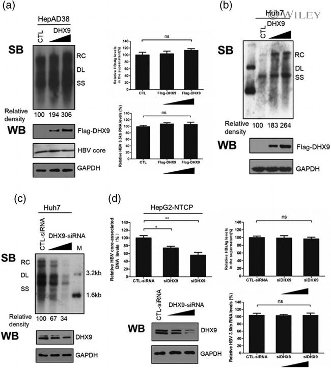 DYKDDDDK Tag Antibody in Western Blot (WB)