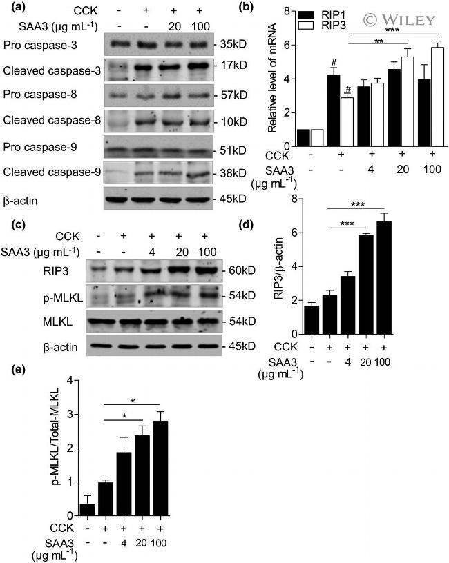 MLKL Antibody in Western Blot (WB)