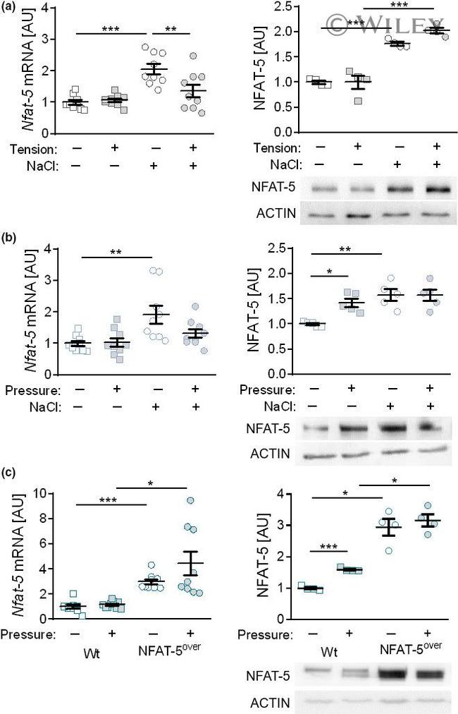 NFAT5 Antibody in Western Blot (WB)