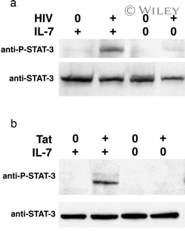 STAT3 Antibody in Western Blot (WB)