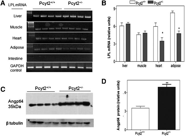 ANGPTL4 Antibody in Western Blot (WB)