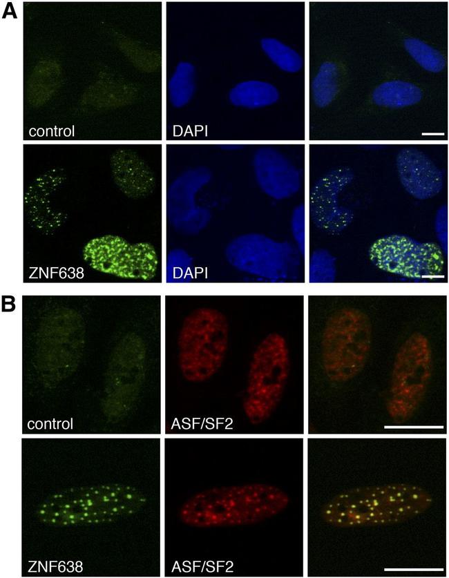 SRSF1 Antibody in Immunocytochemistry (ICC/IF)