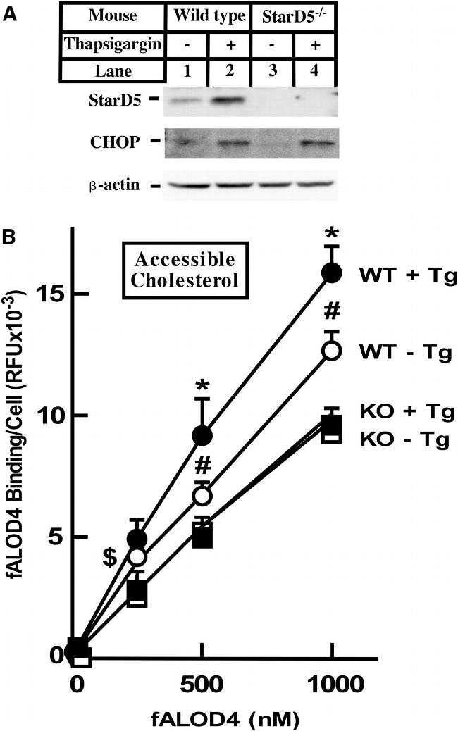 CHOP Antibody in Western Blot (WB)