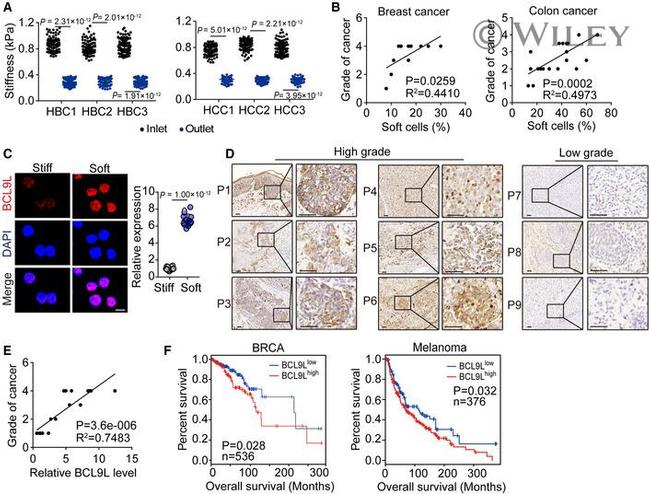 BCL9L Antibody in Immunocytochemistry, Immunohistochemistry (ICC/IF, IHC)