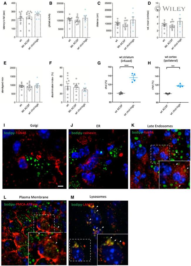 Calnexin Antibody in Immunohistochemistry (IHC)