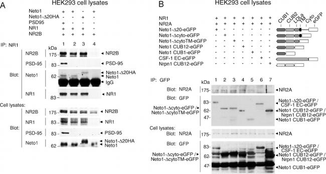 NMDAR2A Antibody in Western Blot (WB)