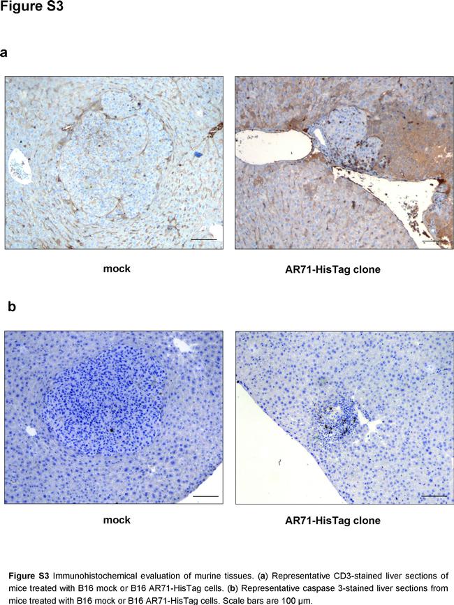 CD3e Antibody in Immunohistochemistry (IHC)