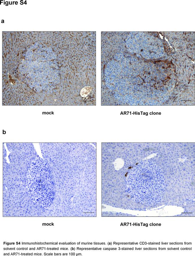 CD3e Antibody in Immunohistochemistry (IHC)