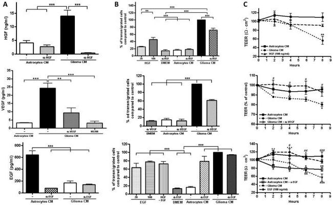 EGF Antibody in Neutralization (Neu)