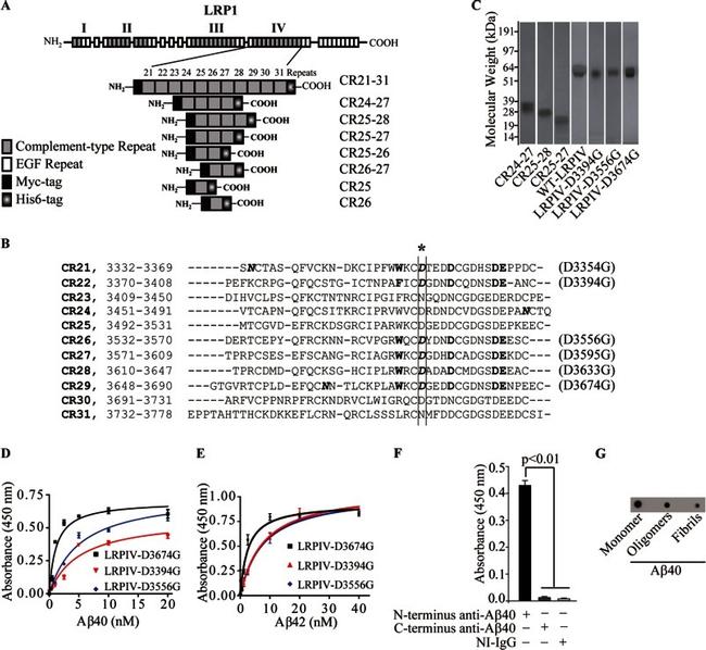 beta Amyloid (1-40) Antibody in ELISA (ELISA)