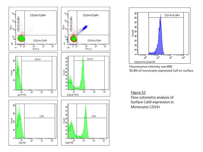 Calcium Sensing Receptor Antibody in Flow Cytometry (Flow)