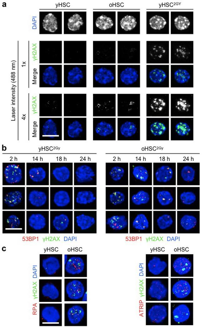 RPA70 Antibody in Immunocytochemistry (ICC/IF)