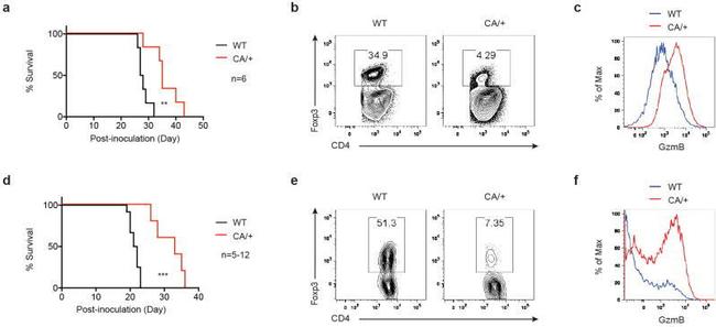 Granzyme B Antibody in Flow Cytometry (Flow)