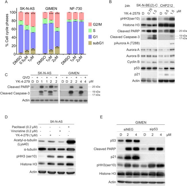 alpha Tubulin Antibody in Western Blot (WB)