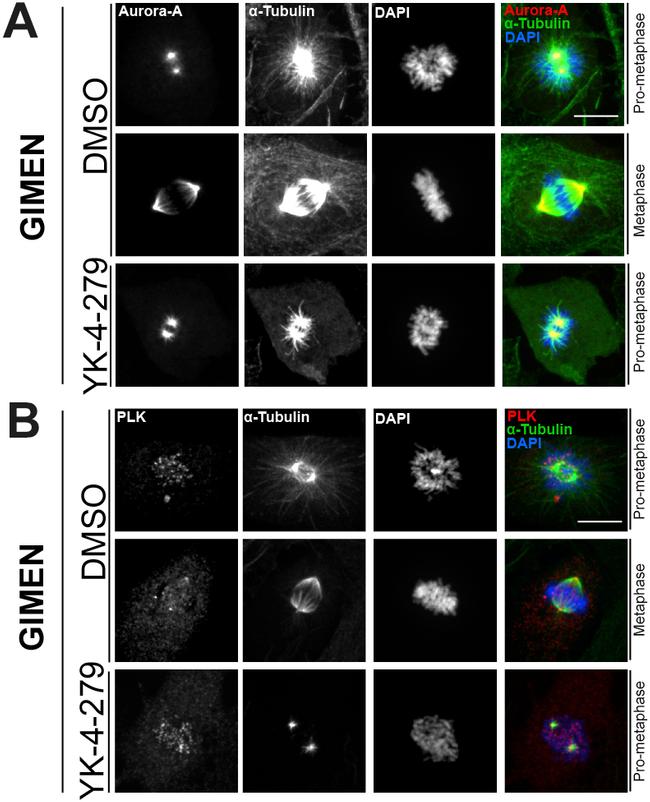 alpha Tubulin Antibody in Immunocytochemistry (ICC/IF)