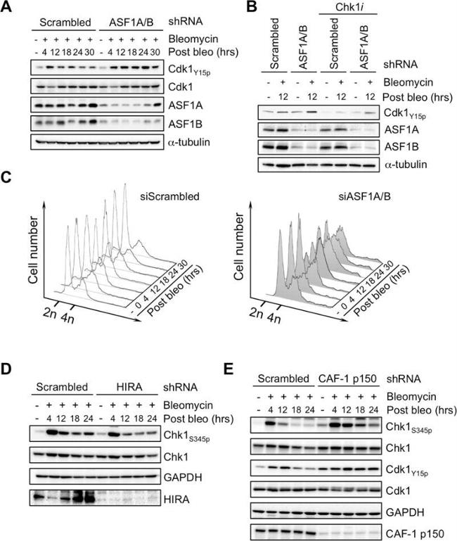 ASF1B Antibody in Western Blot (WB)