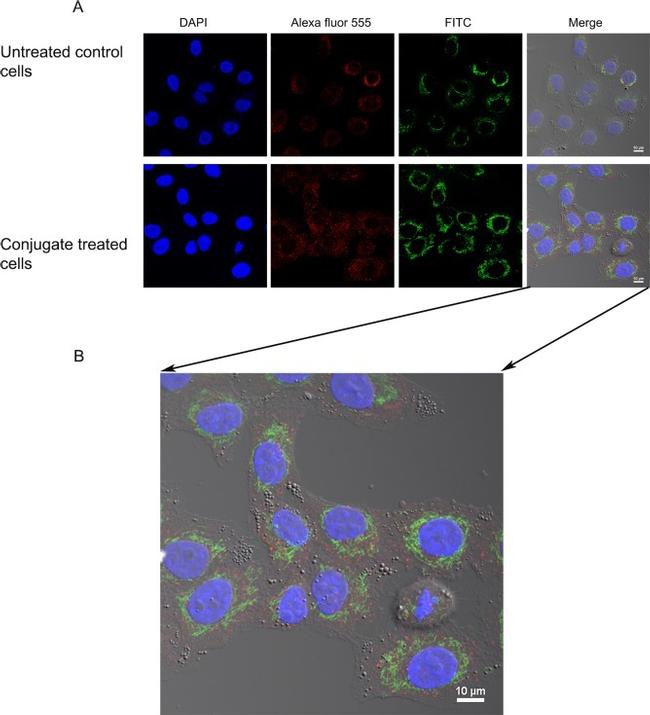 EEA1 Antibody in Immunocytochemistry (ICC/IF)