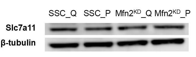 SLC7A11 Antibody in Western Blot (WB)