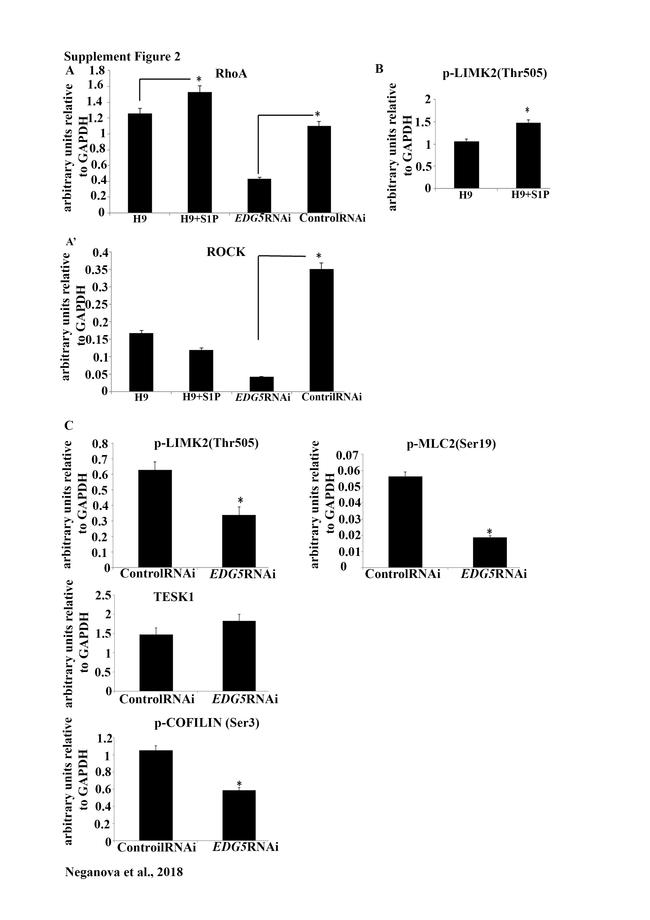 Phospho-LIMK2 (Thr505) Antibody in Western Blot (WB)