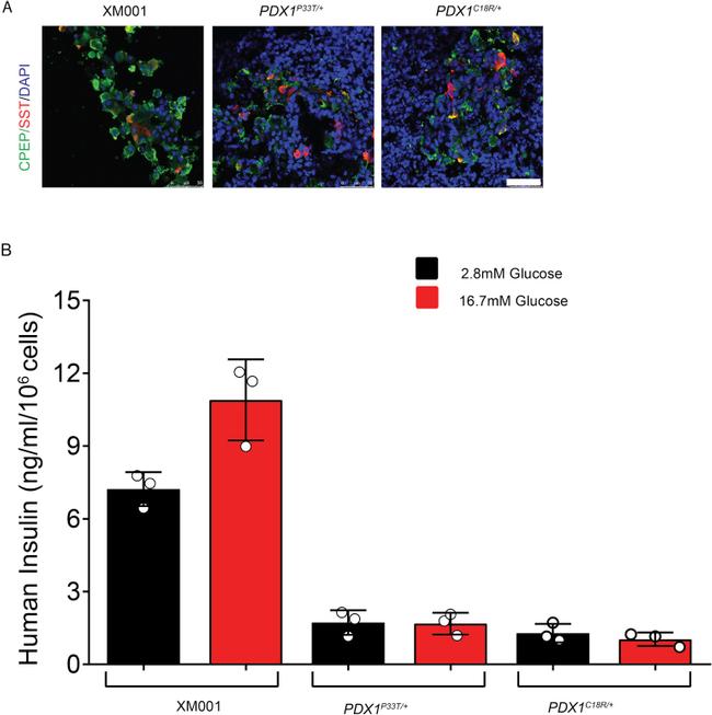 Somatostatin Antibody in Immunocytochemistry (ICC/IF)