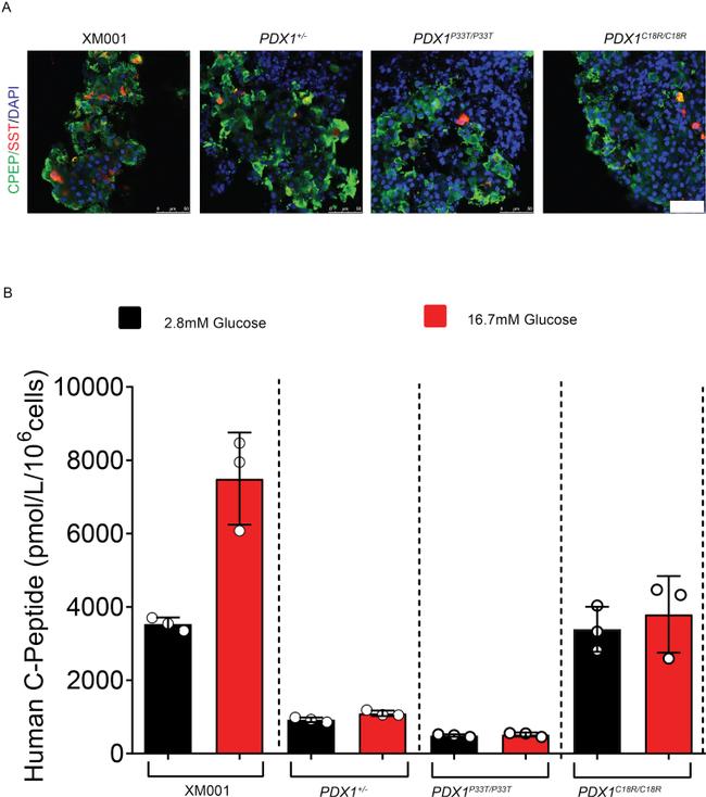 Somatostatin Antibody in Immunocytochemistry (ICC/IF)